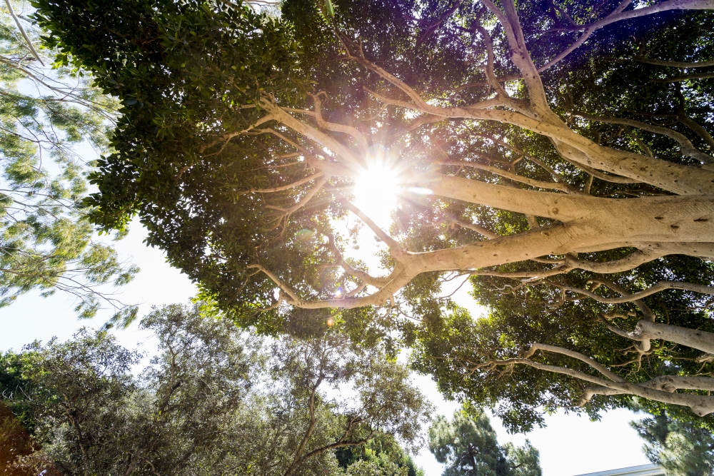 sun trees image